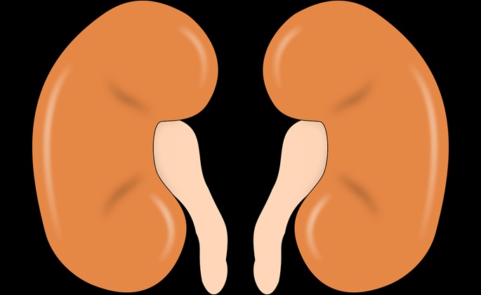 Kantavaa keinotekoista munuaista testattu Alankomaissa 1