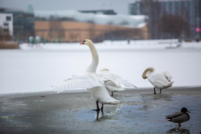 Neljä lintuinfluenssatapausta todettu vesilinnuissa Helsingissä. 1