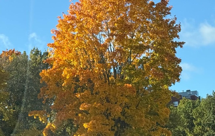 Suomessa poikkeuksellisen lämmin syksy, lukuun ottamatta Lappia0
