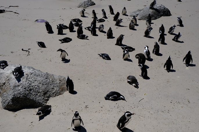 Uhanalaiset afrikkalaiset pingviinit vaarassa lintuinfluenssan vuoksi 1