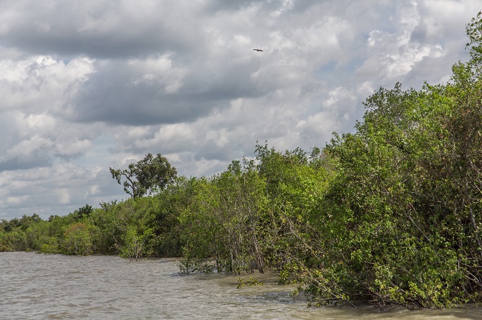 Mangrovejen palauttaminen tuo toivoa äärimmäisten sääolosuhteiden uhkaamassa Sundarbansissa. 1