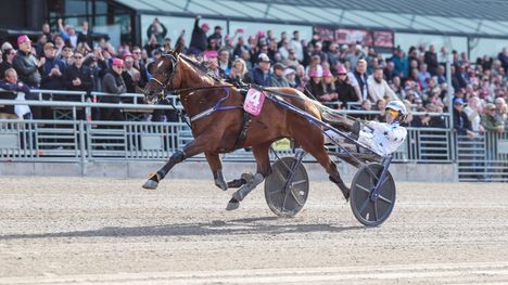 Go On Boy voitti Elitloppetin, Stallone sijoittui toiseksi Elitkampenissa. 2 Go On Boy voitti Elitloppetin, Stallone sijoittui toiseksi Elitkampenissa. 1