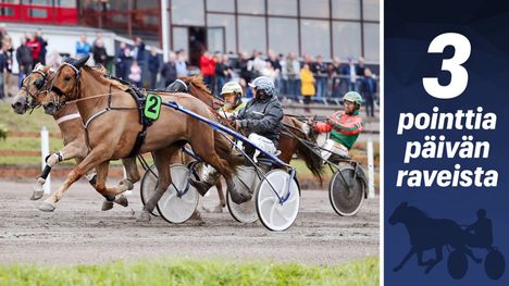 Huisi Hippu vaatii korvausta harakoilta kuluneesta kesäkaudesta. 1
