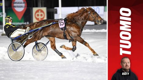 Japiro Queenilla on potentiaalia nousta Suomen tammaeliittiin. 1