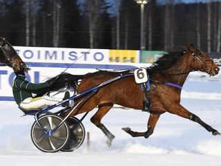 Japiro Queenilla on potentiaalia nousta Suomen tammaeliittiin. 3