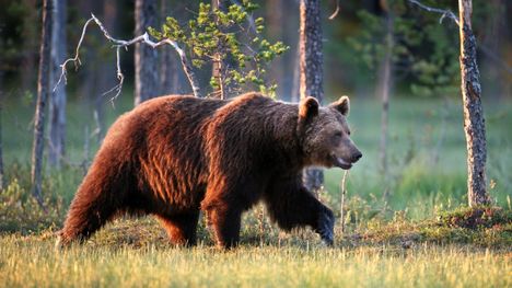 Karhu vaikeuksissa – ratkaiseva päätöshetki 2 Karhu vaikeuksissa – ratkaiseva päätöshetki 1
