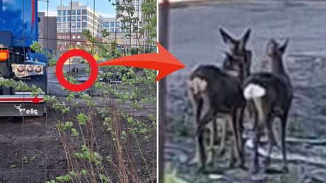 Kolme kaurista harhaili Helsingin Jätkäsaareen 1