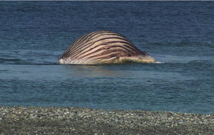 Kuollut humpback-valas 'Timmy' tuotiin maihin tanskalaisella saarella 1