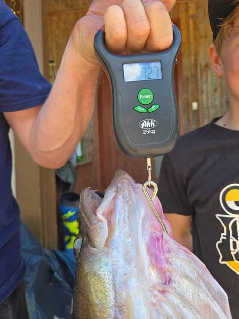 Niilo, 8-vuotias, sai suuren kuhan Keuruulla. 6 Niilo, 8-vuotias, sai suuren kuhan Keuruulla. 5