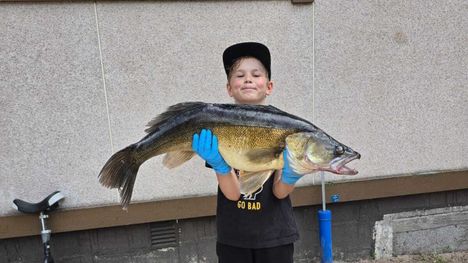 Niilo, 8-vuotias, sai suuren kuhan Keuruulla. 2 Niilo, 8-vuotias, sai suuren kuhan Keuruulla. 1