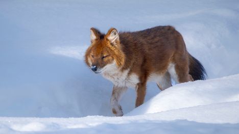 Ranuan eläinpuiston vuorisusien toiminta päätettiin lopettaa. 2 Ranuan eläinpuiston vuorisusien toiminta päätettiin lopettaa. 1