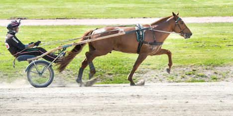 Ravit: Huippuohjastaja kaatui radalla ja menehtyi 2 Ravit: Huippuohjastaja kaatui radalla ja menehtyi 1