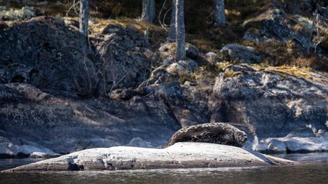 Saimaannorpan lisääntymisessä erikoinen piirre 1