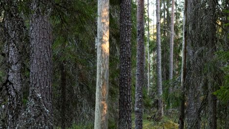 Sisäministeri Rantanen kommentoi maahanmuuttajien "pintapuolisista kursseista", opistoyhdistys arvostelee lausuntoja. 4 Sisäministeri Rantanen kommentoi maahanmuuttajien "pintapuolisista kursseista", opistoyhdistys arvostelee lausuntoja. 3