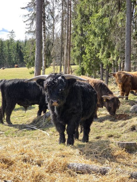 Sonnit pakenevat Juupajoella – näky kuin Seitsemästä veljeksestä 6 Sonnit pakenevat Juupajoella – näky kuin Seitsemästä veljeksestä 5