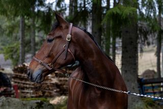Upea pelaaja tavoittelee mestaruutta erinomaisella kaudellaan. 4 Upea pelaaja tavoittelee mestaruutta erinomaisella kaudellaan. 3