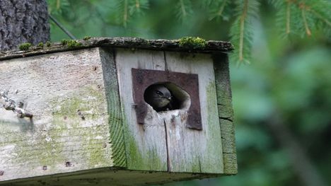 Vuoden lintu – lepäilee lennon aikana 1
