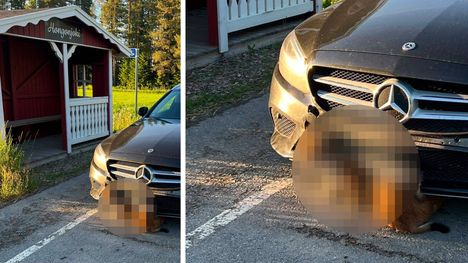 Epätavallinen onnettomuus Nelostiellä: Ilves kiinnitti huomionsa auton puskuriin 2 Epätavallinen onnettomuus Nelostiellä: Ilves kiinnitti huomionsa auton puskuriin 1