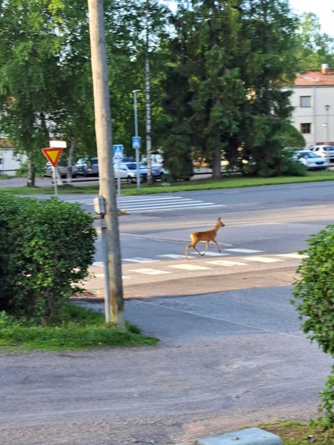 Juhannusliikenteessä havaittiin eläimiä 1