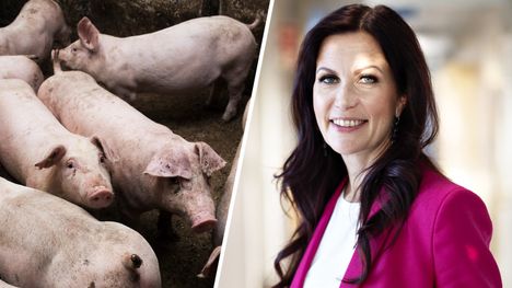 Kastraatiokielto saattaa kumoutua 1