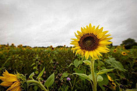 Kesäkuumuus on tulossa takaisin! Meteorologi: Tällöin lämpötilat nousevat jälleen 2 Kesäkuumuus on tulossa takaisin! Meteorologi: Tällöin lämpötilat nousevat jälleen 1