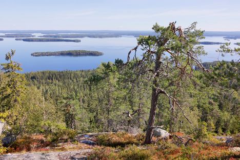 Kolin kansallispuiston tunnettu mänty on menehtynyt. 2 Kolin kansallispuiston tunnettu mänty on menehtynyt. 1