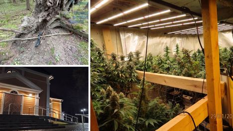 Miehen hallusta löytyi yli 76 000 marihuanaan liittyvää annosta – näin hän perusteli tilanteensa. 1