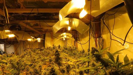 Miehen hallusta löytyi yli 76 000 marihuanaan liittyvää annosta – näin hän perusteli tilanteensa. 3