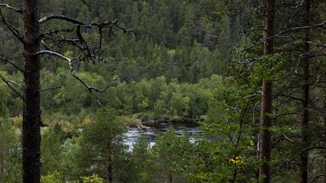 Mies ja poika jäävät puukasan alle puristuksiin Lapissa 2 Mies ja poika jäävät puukasan alle puristuksiin Lapissa 1