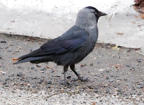 Miten toimia, jos lintu jää loukkuun hormiin? 1