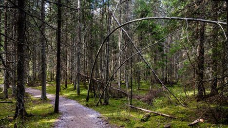 Nuuksio tekee paluun pian 2 Nuuksio tekee paluun pian 1