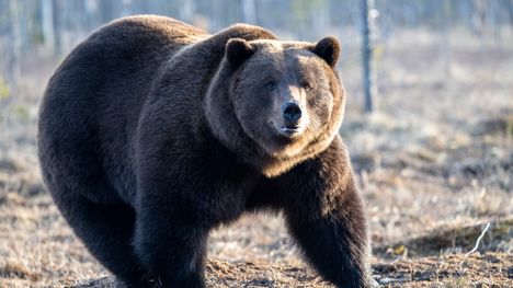 Poliisi antaa varoituksen karhun esiintymisestä Kiteellä 1