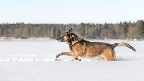 Poliisikoira Leevi ei ole valmis jäämään eläkkeelle. 2 Poliisikoira Leevi ei ole valmis jäämään eläkkeelle. 1