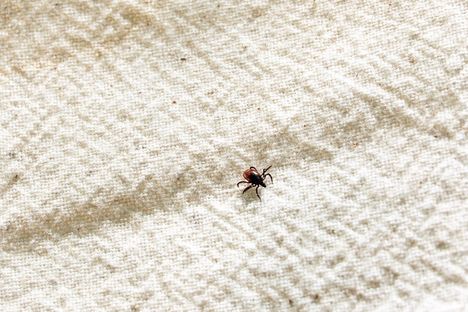 Punkit herättävät huolta lapsiperheissä – asiantuntija selvittää, ovatko "punkkivaatteet" todella hyödyllisiä. 2 Punkit herättävät huolta lapsiperheissä – asiantuntija selvittää, ovatko "punkkivaatteet" todella hyödyllisiä. 1