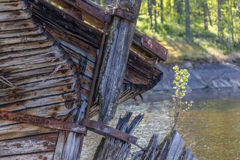 Saimaalla havaittiin poikkeuksellinen ilmiö kuivuuden seurauksena. 7