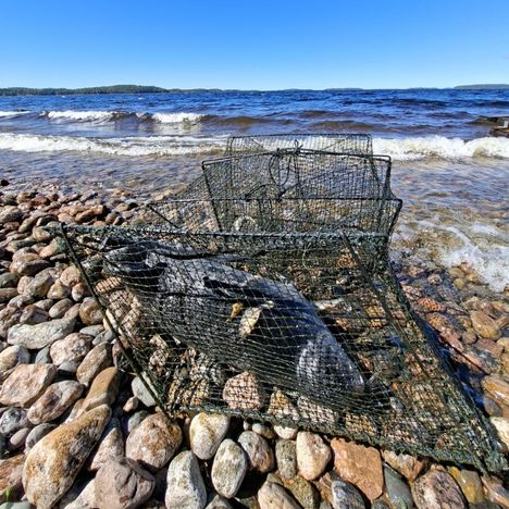 Saimaannorpan kuutti menehtyi jälleen pyydykseen 1
