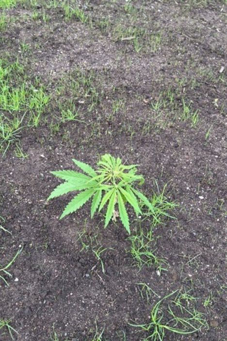 Vantaalla havaittiin kannabista muistuttava kasvi. 8 Vantaalla havaittiin kannabista muistuttava kasvi. 7