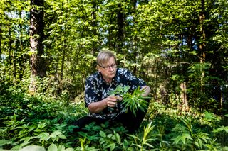 Vantaalla havaittiin kannabista muistuttava kasvi. 6 Vantaalla havaittiin kannabista muistuttava kasvi. 5