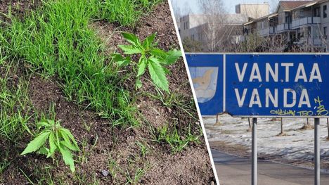 Vantaalla havaittiin kannabista muistuttava kasvi. 2 Vantaalla havaittiin kannabista muistuttava kasvi. 1