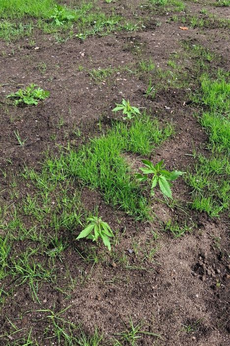 Vantaalla havaittiin kannabista muistuttava kasvi. 4 Vantaalla havaittiin kannabista muistuttava kasvi. 3