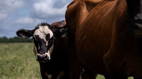 Vasikka hävisi salaperäisesti Purmon alueella 2 Vasikka hävisi salaperäisesti Purmon alueella 1