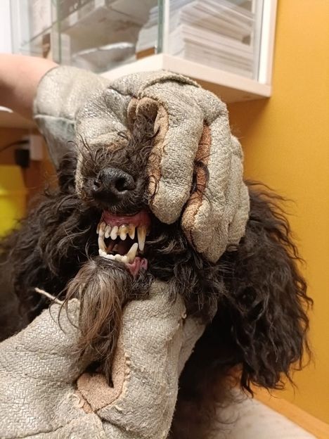 40 koiraa löydettiin huonossa kunnossa. 6 40 koiraa löydettiin huonossa kunnossa. 5