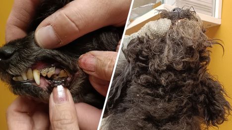 40 koiraa löydettiin huonossa kunnossa. 2 40 koiraa löydettiin huonossa kunnossa. 1