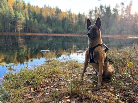 Poliisikoira Luigi pelasti naisen hengen Joensuussa. 2 Poliisikoira Luigi pelasti naisen hengen Joensuussa. 1
