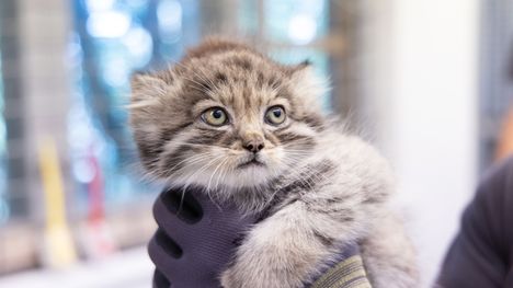 Söpöysvaroitus! Korkeasaari julkaisi kuvia manulin poikasista. 6 Söpöysvaroitus! Korkeasaari julkaisi kuvia manulin poikasista. 5