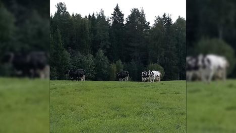 Lapset häränneet lehmiä