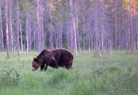 Kaksi karhua jäi junan alle Keuruulla 2 Kaksi karhua jäi junan alle Keuruulla 1