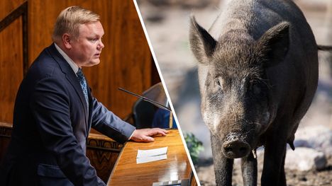 Keskustan Kurviselta poikkeuksellisen raju ehdotus 1