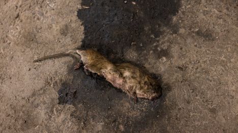 Leptospiroosi yleistymässä Suomessa – tarttuu myös ihmiseen 1