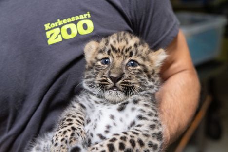 Korkeasaareen syntyi uhanalaisia amurinleopardipentuja 2 Korkeasaareen syntyi uhanalaisia amurinleopardipentuja 1